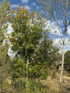 whatsapp image 2025 11 28 at 12.14.15 (2)