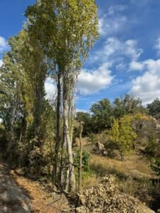 whatsapp image 2025 11 28 at 12.14.16